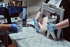 Veterinarians make x-ray sick cat on a table in a veterinary clinic.