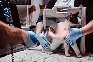 Veterinarians make x-ray sick cat on a table in a veterinary clinic.