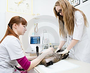 Veterinarians performed an ultrasound examination a cat