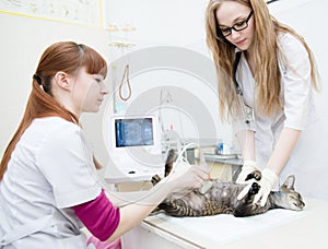 Veterinarians performed an ultrasound examination a cat