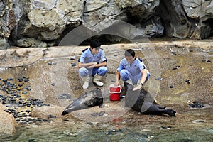 Veterinarians and sea lions