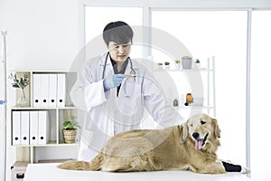 Veterinarians are viewing thermometer using stethoscope, Vet examining Golden Retriever dog