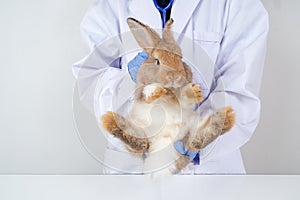 Veterinarians wear purple gloves and white coats, carrying cute brown bunnies to check for injuries in a clinic or animal hospital