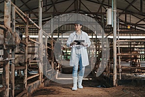 Veterinary Asian man using application on digital tablet for monitoring cattle health in cowshed at farm photo