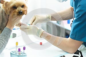 Veterinary Blood test. Animal clinic. Pet check up and vaccination. Health care.