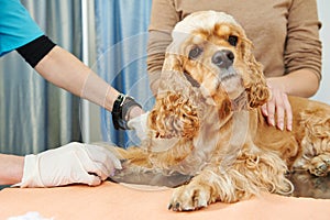 Veterinary blood test examination of the dog