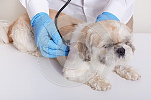 Veterinary in blue protective latex gloves examining dog via stethoscope, puppy Pekingese lying on table, faceless vet doing his