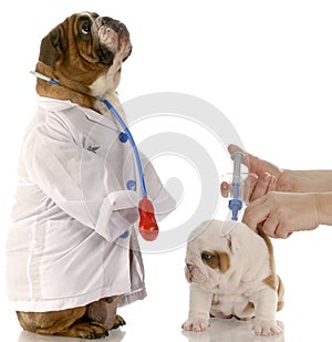 Veterinary care