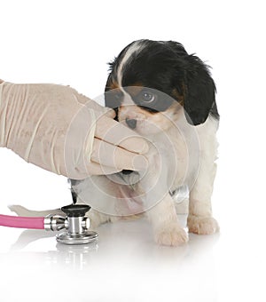 Veterinary care photo