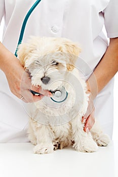 Veterinary care concept