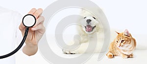 Veterinary care concept. hand with stethoscope, dog and cat isol photo