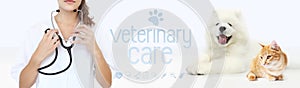 Veterinary care concept. hands with stethoscope, dog and cat wit