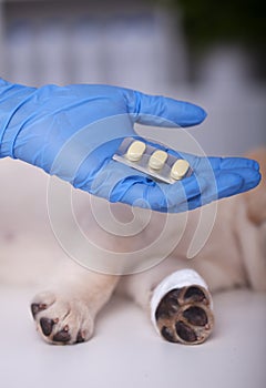 Veterinary care concept - with healthcare professioanl hand holding pills over bandaged leg puppy dog