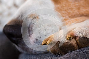veterinary care dog paw with nails closeup