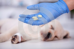 Veterinary care professional hand holding pills to be given to a