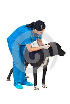 Veterinary check dog ears