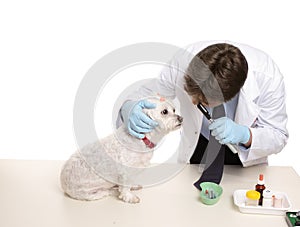 Veterinary checkup photo