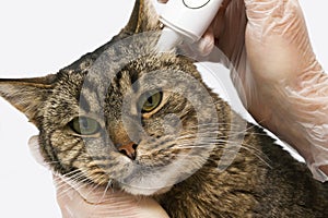 Veterinary clinic. Cat measured temperature. An electronic thermometer is inserted into the ear. Copy space