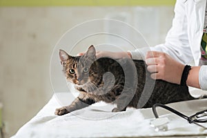 Veterinary clinic. Female doctor portrait at the animal hospital holding cute sick cat