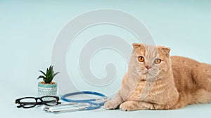 Veterinary clinic, medicines for pets concept. Cute cat lying on a blue background near the stethoscope and eyeglasses. Copy space
