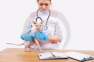 Veterinary clinic. Vet, professional veterinarian checking domestic animals, pets health. Doctor assistant, hospital