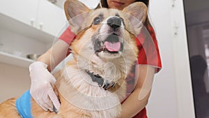 In a veterinary clinic. Vets inspect the dog on the table. Medical business