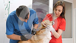 In a veterinary clinic. Vets inspect the dog on the table. Medical business