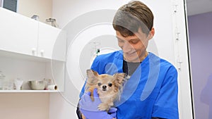 In a veterinary clinic. Vets inspect the dog on the table. Medical business