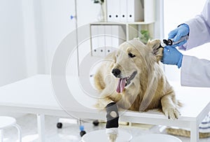 Veterinary concept. The vet is checking the health of the Golden Retriever dog. Examine the dog`s ears with medical equipment