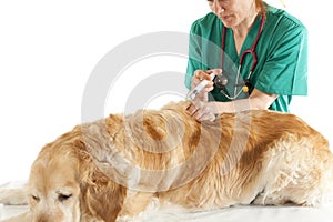 Veterinary consultation