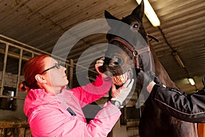 Veterinary dentist inspecting black horse's teeth