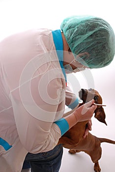 Veterinary dentistry