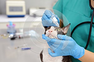 Veterinary doctor checks eyesight of a cat of the breed Cornish Rex. Her apply drops to the eyes of pet