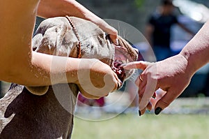 Veterinary doctor dentist examines the teeth of a dog breed Siberian Husky