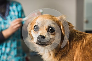 Veterinary doctor examines a mongrel dog