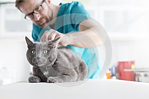 Veterinary doctor examining Russian Blue cat at clinic