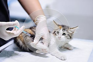 Veterinary doctor giving injection for kitten. Focus on syringe
