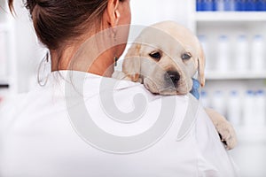 Veterinary doctor or healthcare professional holding cute puppy dog
