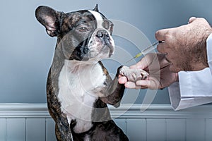Veterinary doctor before inject antiparasitic vaccine to dog boston terrier with syringe photo