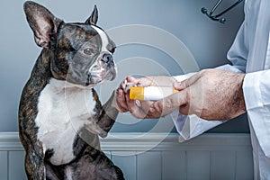 Veterinary doctor licking nails of dog boston terrier with stethoscope