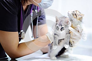 Veterinary doctor looking on kitten