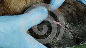 Veterinary doctor looking teeth Doberman dog close up