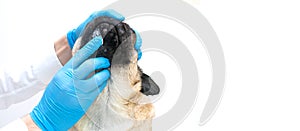 Veterinary doctor in medical gloves lubricates the dog wounds with ointment. pug dog with red inflamed wounds on his face. Dog
