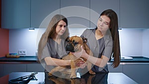 Veterinary doctor and nurse examining french bulldog in modern vet clinic