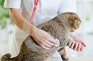 Veterinary doctor pet checkup with stethoscope in