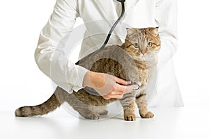 Veterinary doctor with stethoscope and cat