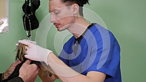 Veterinary doctor is taking the Detection of bacteria in faeces of a dog.