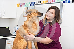 Veterinary doctor using stethoscope for cute dog examination