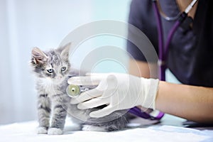 Veterinary doctor using stethoscope for kitten