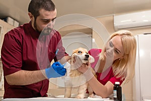 Veterinary doctors exam little corgi dog in manipulation room of pet clinic. Puppy scared. Pet health care